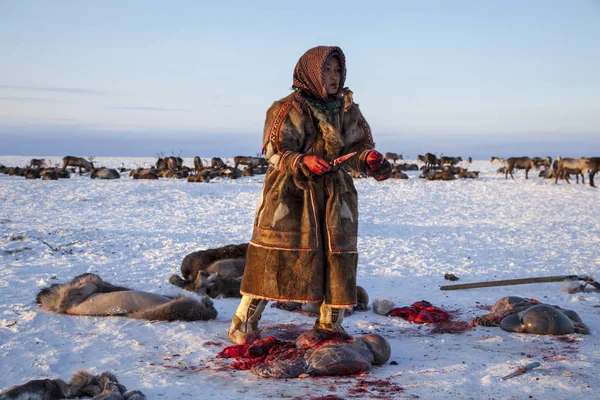 Extremo Norte Yamal Preparação Carne Veado Remover Couro Veado Assistente — Fotografia de Stock