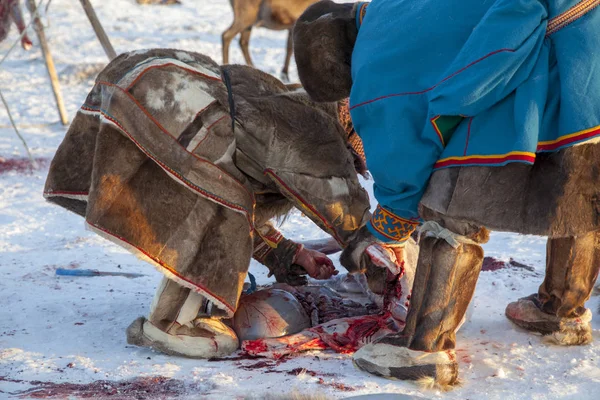 Extremo Norte Yamal Preparación Carne Ciervo Quitar Piel Los Ciervos — Foto de Stock