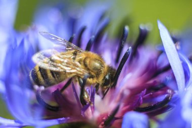Arı bir güzel yonca çiçek pollinates