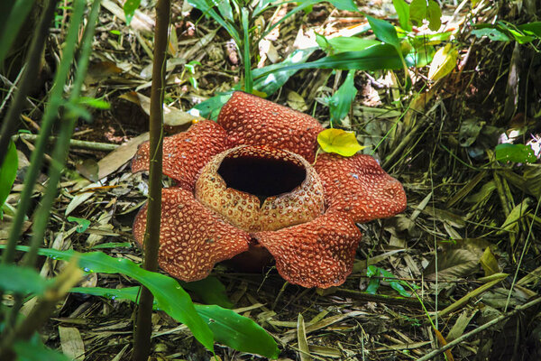 Rafflesia, exotic flower in the natural environment