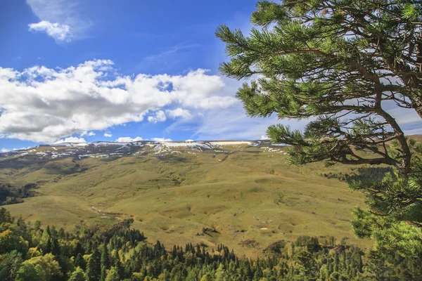 Lagonaki Altos Lagonak Meseta Cáucaso Occidental Una Altitud 2200 Metros — Foto de Stock