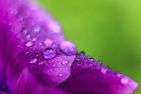 Dew drops on a violet flower petal. colour of the year 2018, Flo — Stock Photo, Image