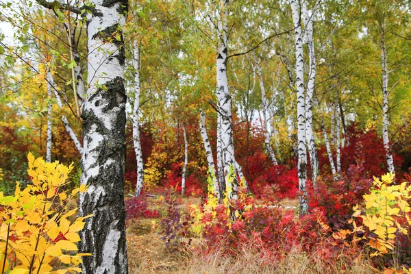 Goldener Herbst, schöne Herbstlandschaft, leuchtend rot, gelb und — Stockfoto