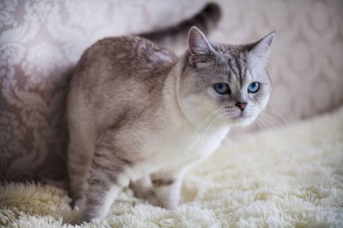 Kedi İskoç Fold, boyama chinchilla