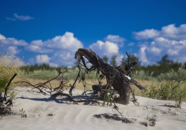 Güzel manzara orman-tundra