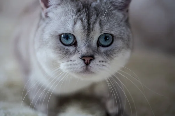 Gato Scottish Fold, chinchilla para colorear — Foto de Stock