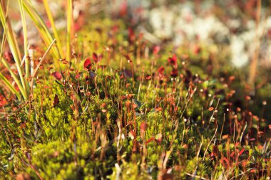 Tundra parlak, sulu renkler sonbahar. moss zemin üzerine kırmızı yaprakları.