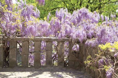 Beautiful view of the loggia from the masonry with arched windows and blossoming Wisteria 