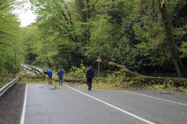Fırtınadan sonra dağ yolunda düşen bir ağaç trafiği tıkadı.