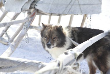 Köpek kışın ren geyiği sürüsünü beslemeye yardım eder.
