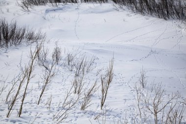 Avlanmak, tavşanları aramak...