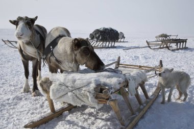 Ren geyiği takımı ve ren geyiği köpeği.. 