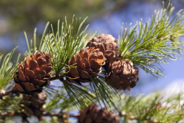 Mavi gökyüzüne karşı külahları olan genç ladin dalları