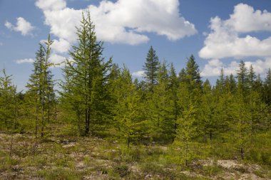 Güzel manzara orman-tundra