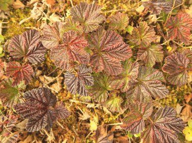 Bulut çileği yapraklarının arka planı, sonbahar rengi, kırmızı yapraklar, sonbahar tundra boyaları..