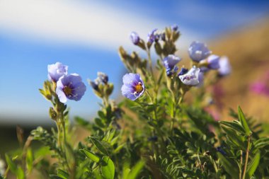 Çiçekler tundra, mor çiçek