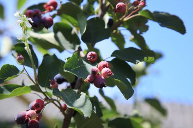 Irga 'nın bir dalında meyveler