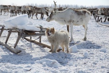 Kardaki bir koyundan grup