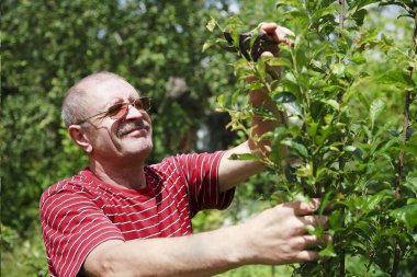 Adam ağaçlara bakıyor.
