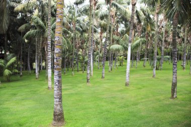 Palmiye ağaçları ile yeşil açıklık