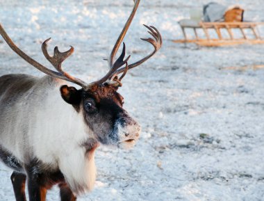 mera Ren geyiği, Ren geyiği kışın sürüsü