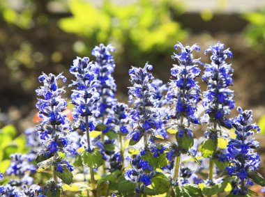 Taze bahar buketi. Yaz geçmişi. Taze flo Zengin demet