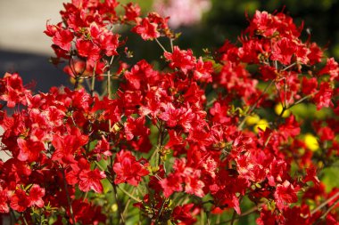 Taze bahar buketi. Yaz geçmişi. Taze flo Zengin demet
