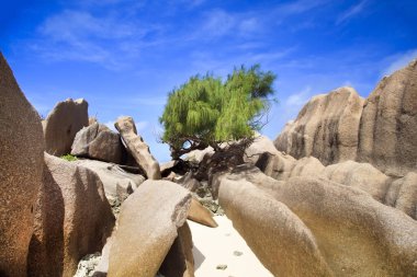 Okyanusu ve ağaçları olan Seyşeller Adası, seyahat kavramı
