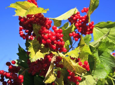 Bahçedeki kırmızı viburnum dalı 