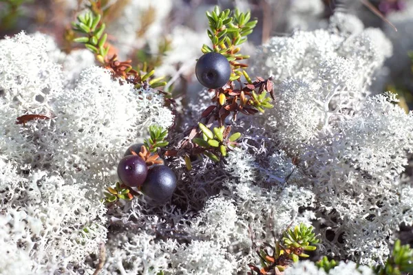 Crawberry Black Berry Tundra Background Yagel Moss Close Macro — Stock Photo, Image
