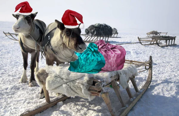 Ein Team Von Rentieren Weihnachten Rote Mützen Auf Den Köpfen — Stockfoto