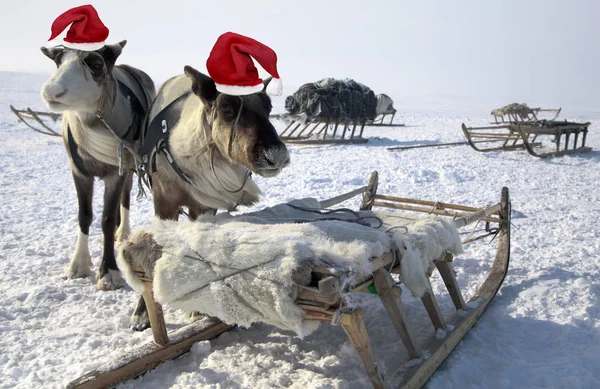 Ein Team Von Rentieren Weihnachten Rote Mützen Auf Den Köpfen — Stockfoto