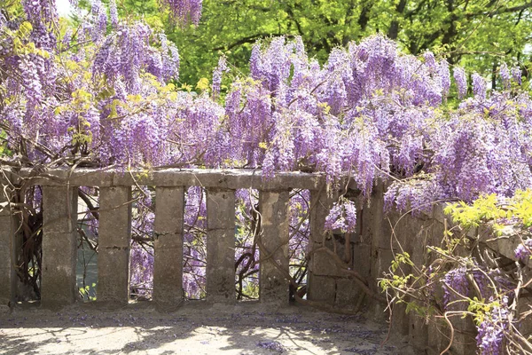 Smuk Udsigt Loggia Fra Murværk Med Buede Vinduer Blomstrende Wisteria - Stock-foto