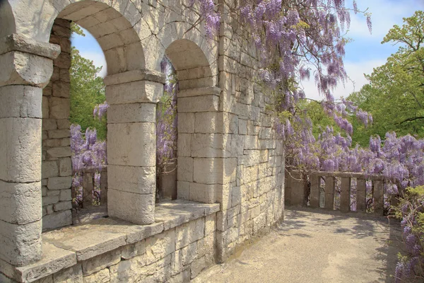 Beautiful view of the loggia from the masonry with arched windows and blossoming Wisteria