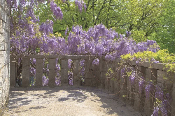 Hermosa Vista Logia Desde Mampostería Con Ventanas Arqueadas Wisteria Floreciente — Foto de Stock