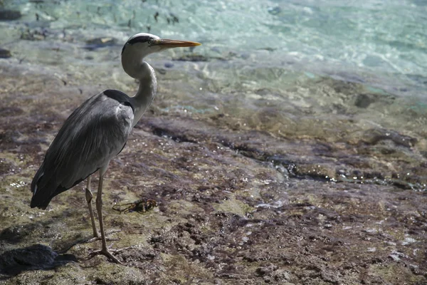 Heron Stranden — Stockfoto