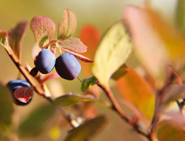 Bush Ripe Bilberry Closeup — Stockfoto