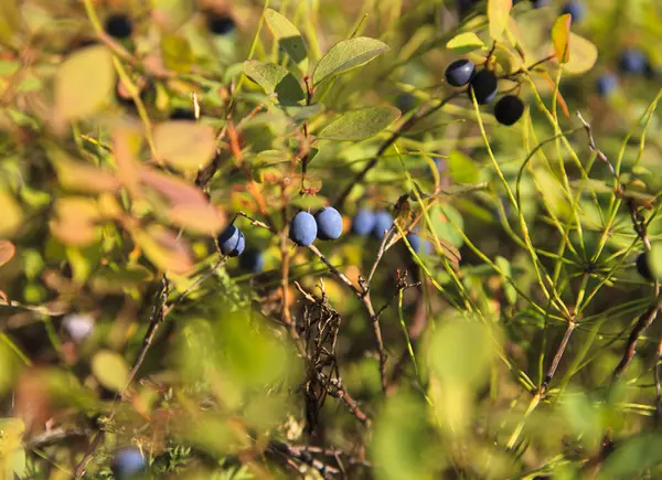 Beautiful Landscape Forest Tundra Blueberry — Stock Photo, Image