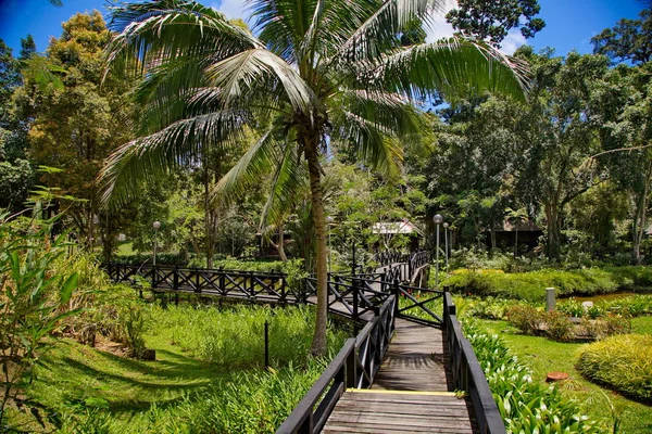 Selva Borneo Hermosa Vista — Foto de Stock