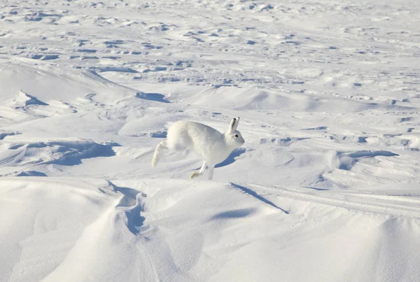 Rabbit hare in the tundra in winter, In motion, jumping