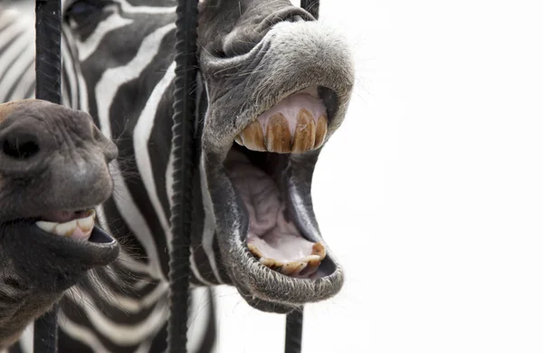 Concept Freedom Zebra Kratkami Otwarte Usta Zebry Krzyczy Białym Tle — Zdjęcie stockowe
