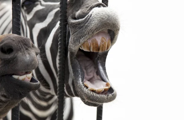 Concepto Freedom Zebra Tras Las Rejas Boca Abierta Una Cebra —  Fotos de Stock