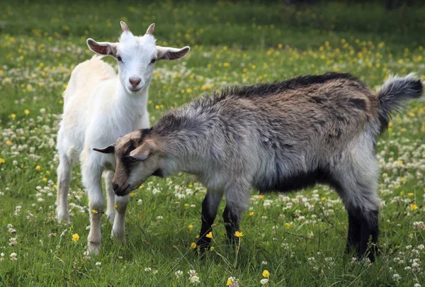 Cabras Jovens Estão Jogando Campo Flores — Fotografia de Stock