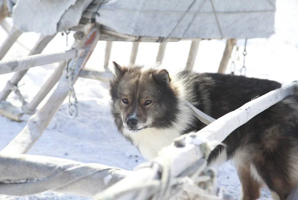 Der Hund Hilft Winter Bei Der Fütterung Der Rentierherde — Stockfoto