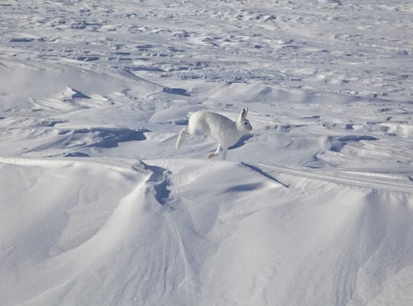 Rabbit hare in the tundra in winter, In motion, jumping