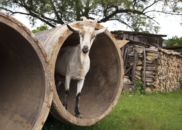 rural life, colorful goat close-up.