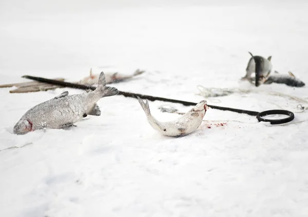 冬の釣り 大漁魚の冬の氷の上 — ストック写真