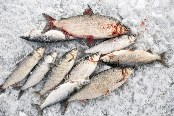 Pesca Invierno Buena Captura Peces Invierno Hielo — Foto de Stock