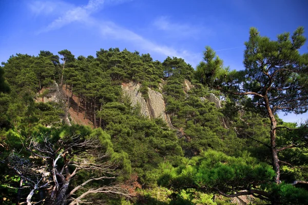 Dağ Manzarası Deniz Kenarında Buzlu Çam Ormanı — Stok fotoğraf