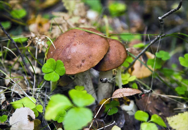 White Mushroom Autumn Forest — Stock Photo, Image